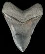 Serrated, Megalodon Tooth #60489-2